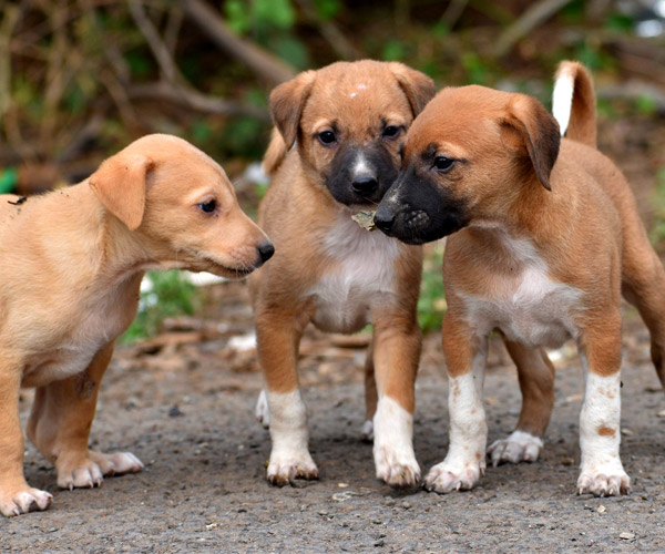 3 puppies facing each other