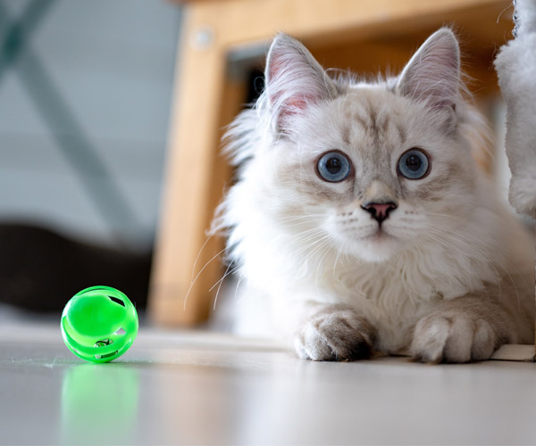 blue eyed white cat sitting on floor with green ball