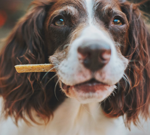 dog with treat in its mouth