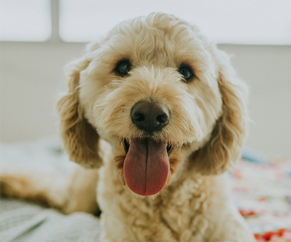 happy dog with tongue sticking out white dog