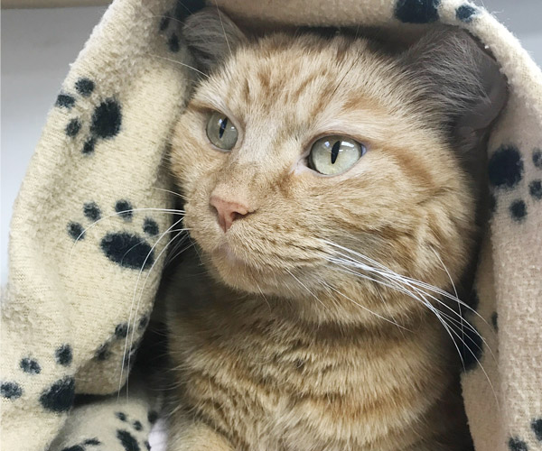 orange tabby cat with partial blanket over body