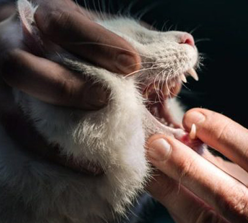 opening cat's mouth to show teeth