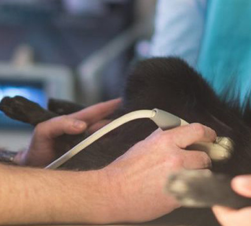 performing diagnostic test on dog stomach