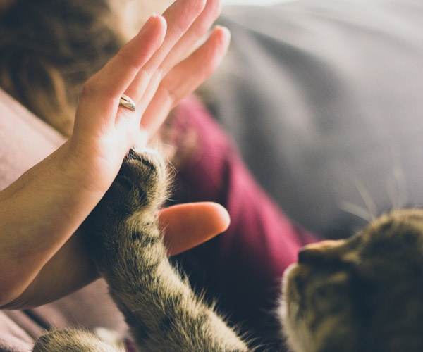 hand and cat paw high fiving