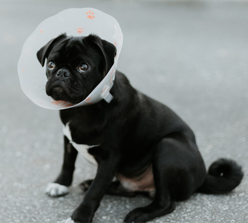 black pug with cone sitting on pavement