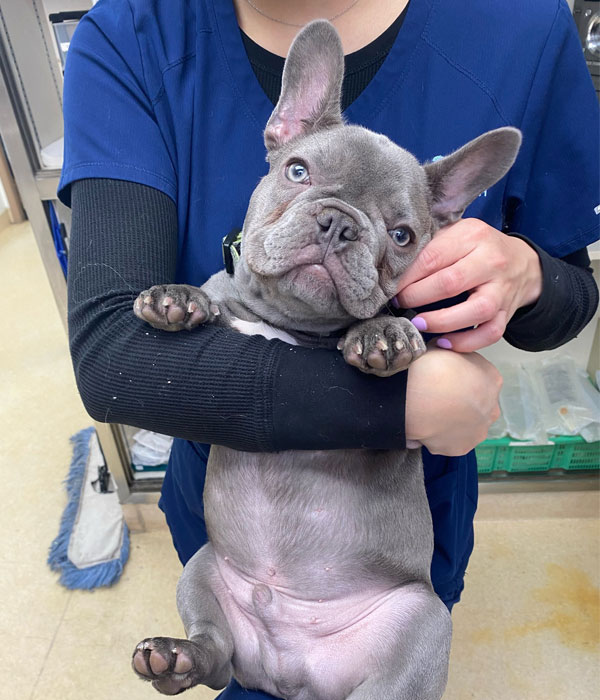 vet holding adorable grey french bulldog